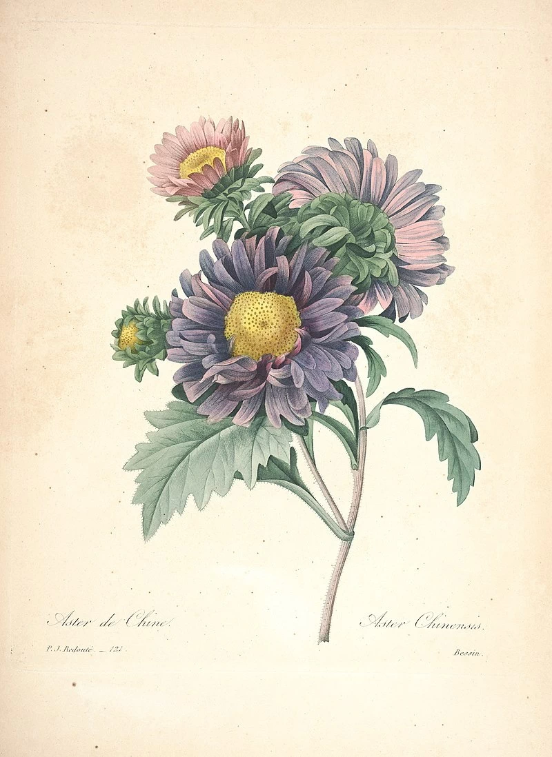 Callistephus sinensis